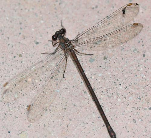 Chalcolestes viridis